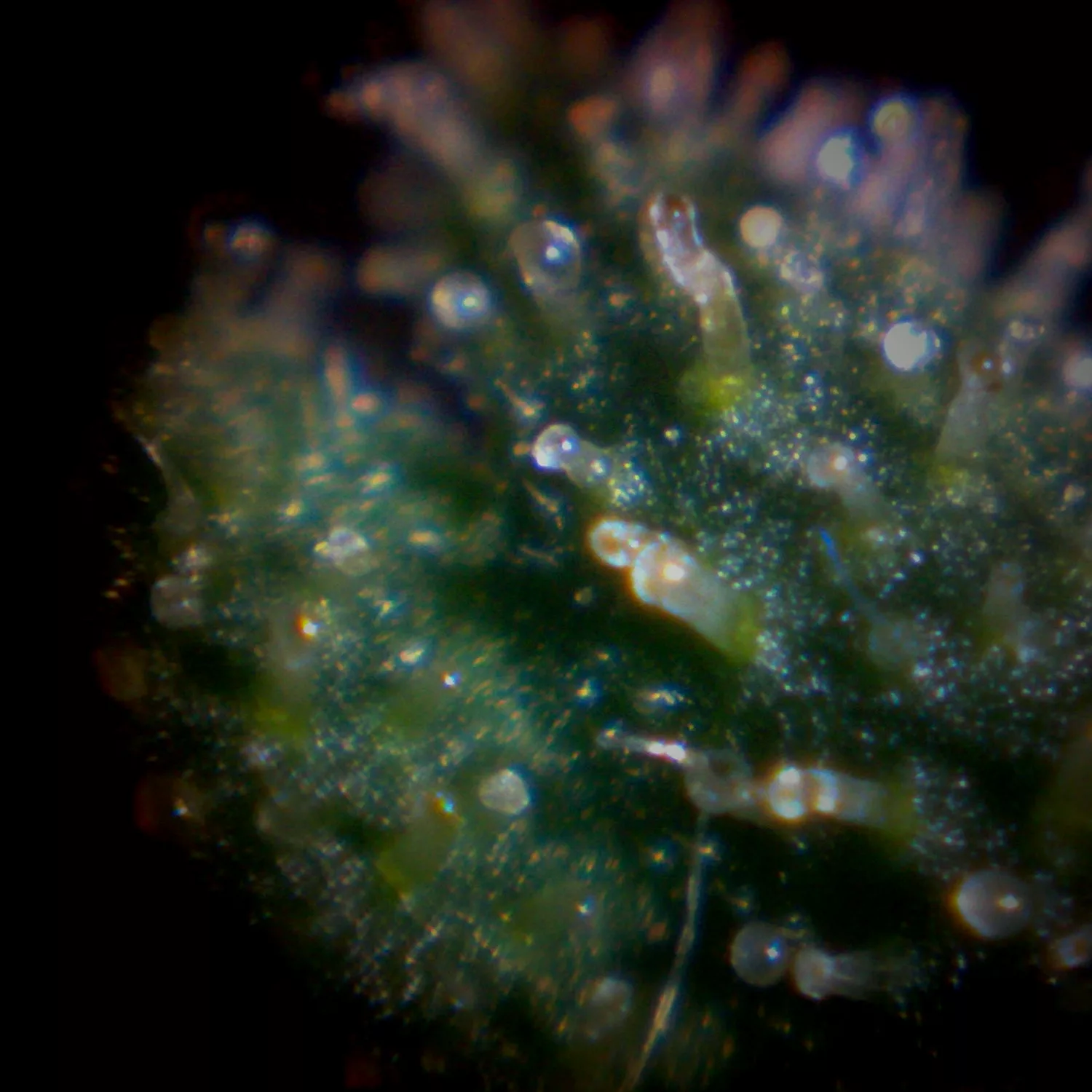 Trichómy konope pod mikroskopom (Super Silver Haze)